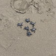 Volunteering with Turtles, Costa Rica